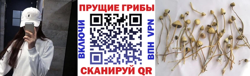 Галлюциногенные грибы GOLDEN TEACHER кракен ССЫЛКА Зеленоградск продажа наркотиков